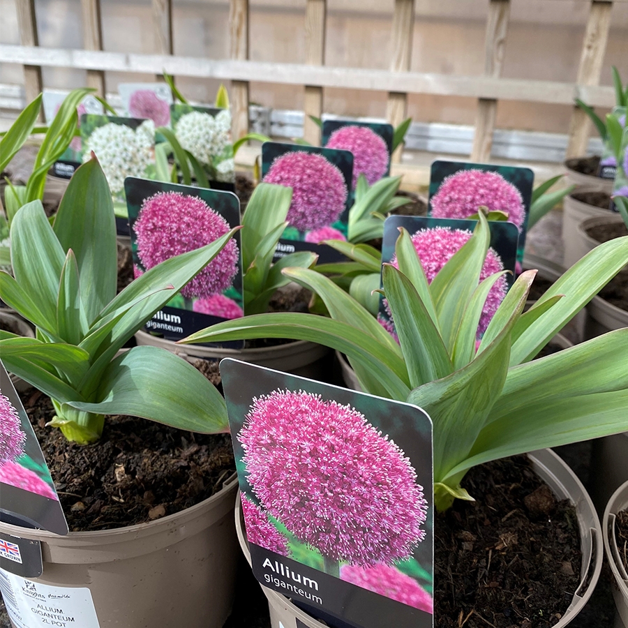 Bulb Pot Allium Giganteum Knights Garden Centres