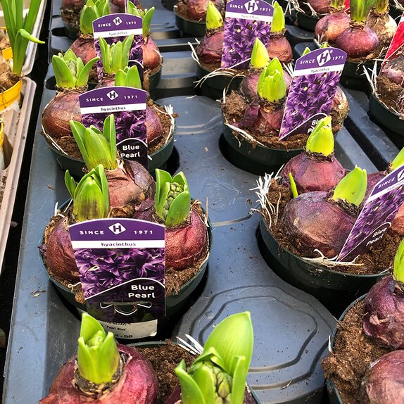 Bulb Pot Hyacinth Pearl Blue 3 Bulbs