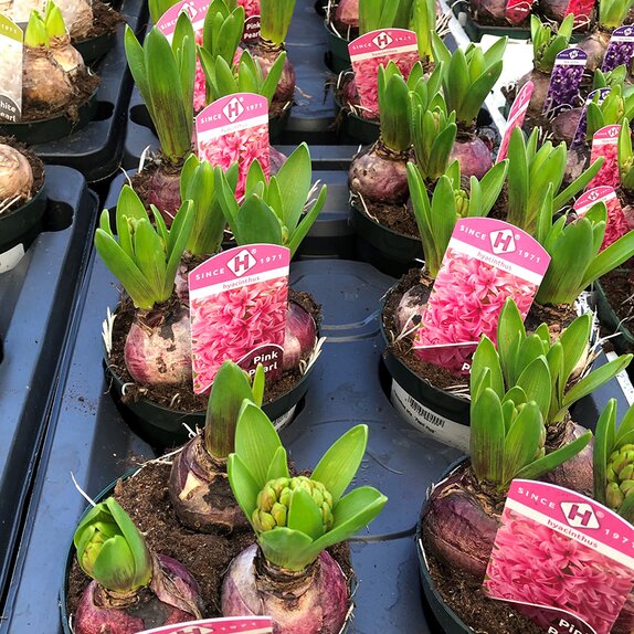 Bulb Pot Hyacinth Pearl Pink 3 Bulbs