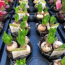 Bulb Pot Hyacinth Pearl White 3 Bulbs