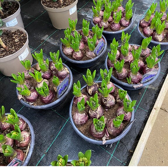 Bulb Pot Hyacinthus orie. 'Blue Star' Dish