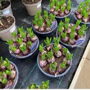 Bulb Pot Hyacinthus orie. 'Blue Star' Dish