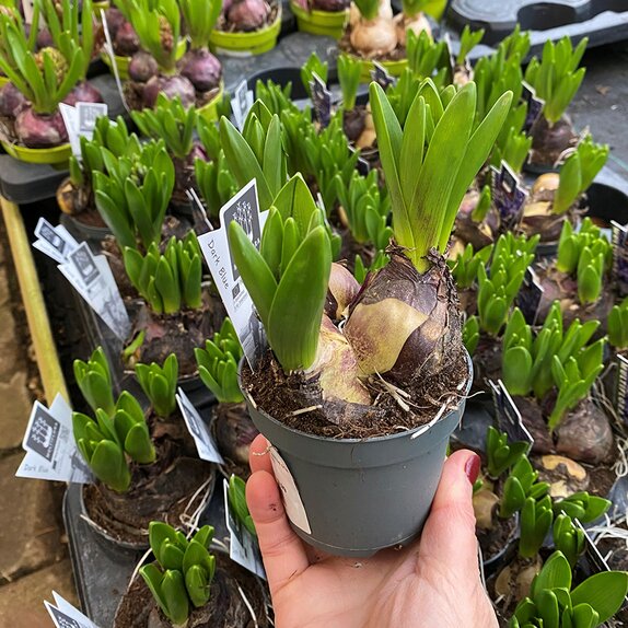 Bulb Pot Hyacinthus orie. multiflora blue