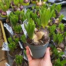 Bulb Pot Hyacinthus orie. multiflora blue
