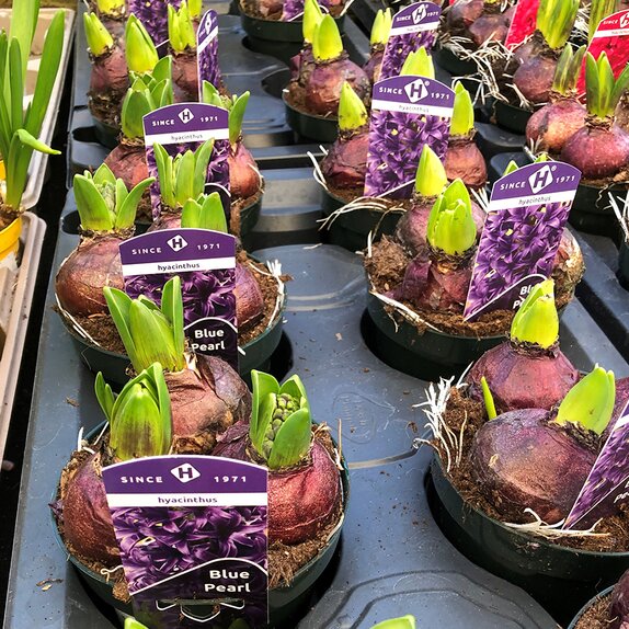 Bulb Pot Hyacinthus orie. 'Pearl Blue'