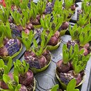 Bulb Pot Hyacinthus orie. 'Pearl Blue'