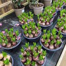 Bulb Pot Hyacinthus orie. 'Pearl Pink' dish