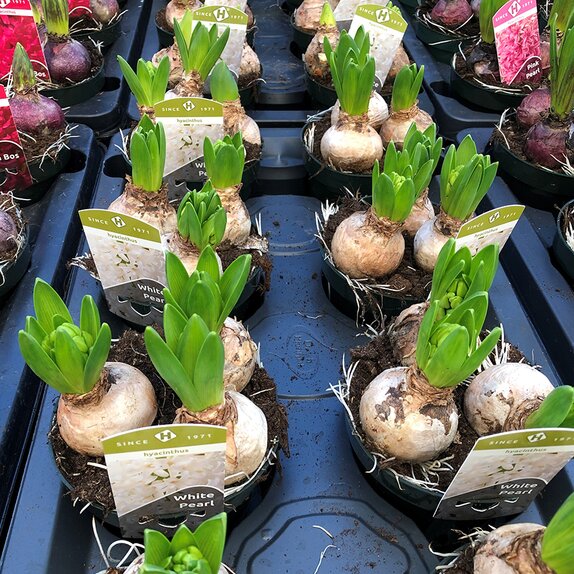 Bulb Pot Hyacinthus orie. 'Pearl White' 