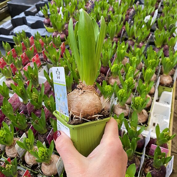 Bulb Pot Hyacinthus orie. 'Pearl White'