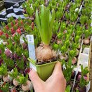 Bulb Pot Hyacinthus orie. 'Pearl White'