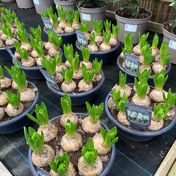 Bulb Pot Hyacinthus orie. 'Pearl White' Dish