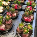 Bulb Pot Hyacinthus orie. 'Red Glory'