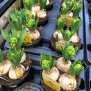 Bulb Pot Hyacinthus orie. 'Yellowstone' 3 Bulbs