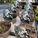 Bulb Pot Leucojum Aestivum Gravetye Giant