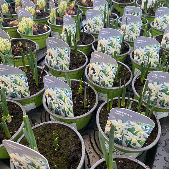 Bulb Pot Narcissus Sailboat