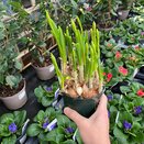 Bulb Pot Narcissus 'Tete a tete' 12cm pot