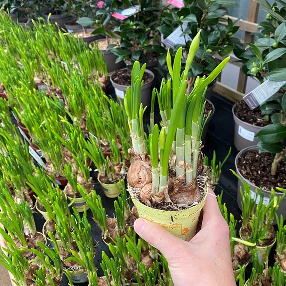 Bulb Pot Narcissus 'Tete a tete' 9cm pot