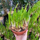 Bulb Pot Narcissus 'Tete a Tete' Dish