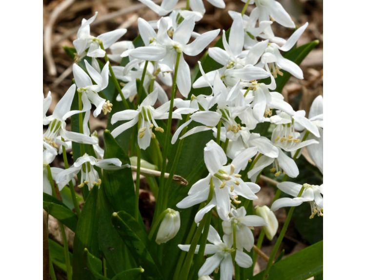 Bulb Pot Scilla siberica White - image 2