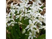 Bulb Pot Scilla siberica White - image 2