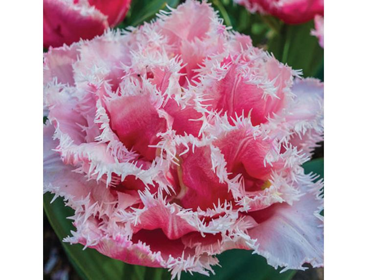 Bulb Pot Tulip Double Queensland - image 2