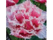 Bulb Pot Tulip Double Queensland - image 2
