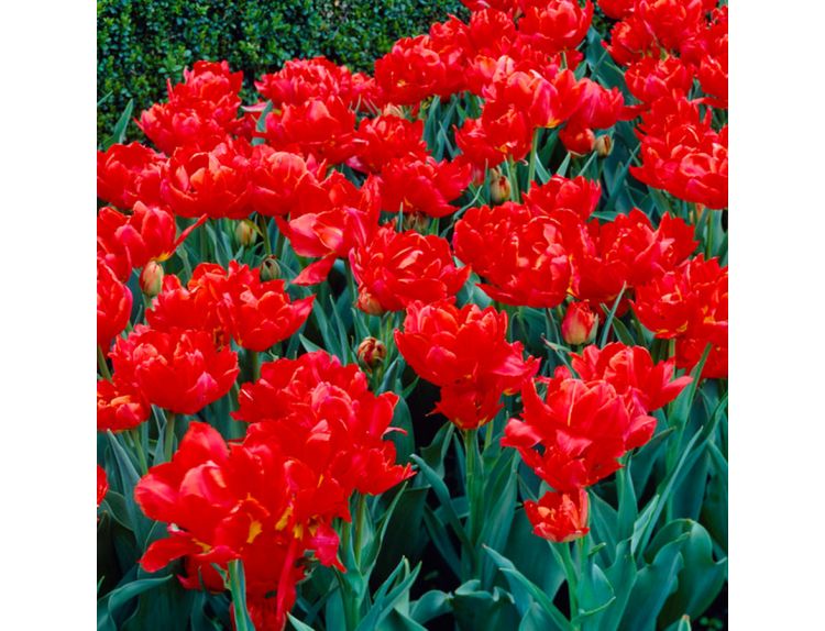 Bulb Pot Tulip Double Viking - image 2