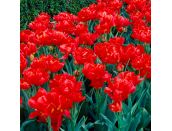 Bulb Pot Tulip Double Viking - image 2