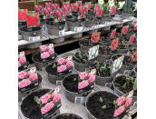 Bulb Pot Tulip Double Viking - image 1