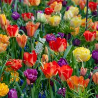 Bulbs Spring Flowering