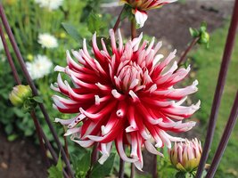 Bulbs Summer Flowering