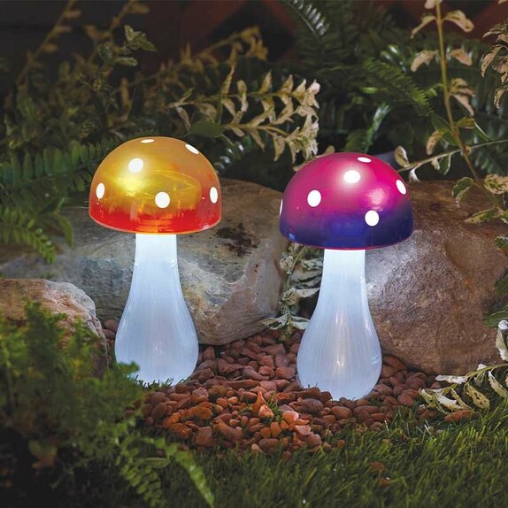 Button Shroom - Mixed