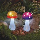 Button Shroom - Mixed