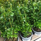 Buxus sempervirens 9cm pot - image 1