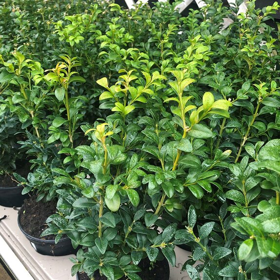 Buxus sempervirens 9cm pot - image 2