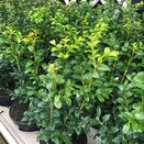Buxus sempervirens 9cm pot - image 2