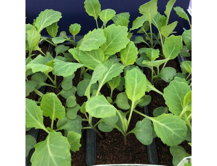 Cabbage Mastergreen 15cm Strip of Seedlings - image 1