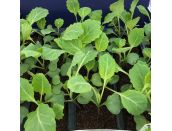 Cabbage Mastergreen 15cm Strip of Seedlings - image 1