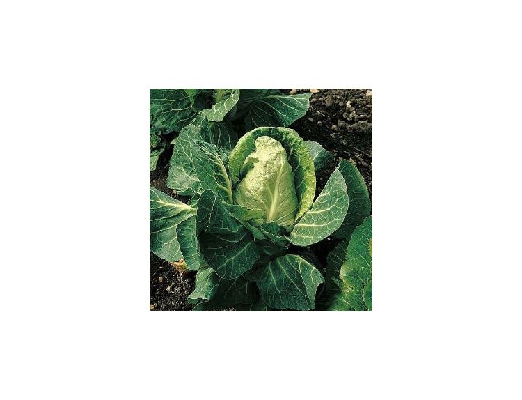 Cabbage Mastergreen 15cm Strip of Seedlings - image 2