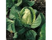 Cabbage Mastergreen 15cm Strip of Seedlings - image 2