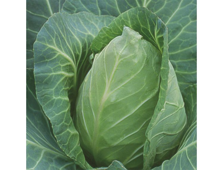 Cabbage Pointed Regency F1 15cm Strip of Seedlings - image 2