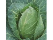 Cabbage Pointed Regency F1 15cm Strip of Seedlings - image 2