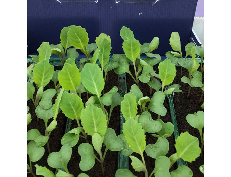 Cabbage Pointed Regency F1 15cm Strip of Seedlings - image 1