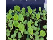 Cabbage Pointed Regency F1 15cm Strip of Seedlings - image 1