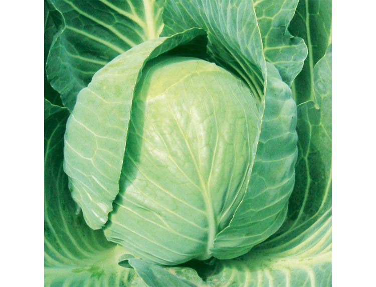 Cabbage Round Mozart F1 15cm Strip of Seedlings - image 2