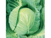 Cabbage Round Mozart F1 15cm Strip of Seedlings - image 2