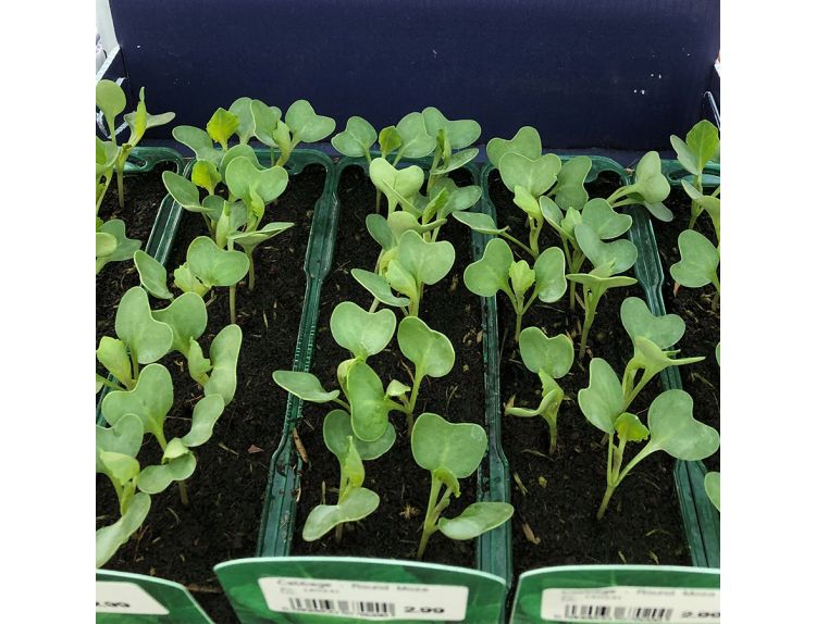 Cabbage Round Mozart F1 15cm Strip of Seedlings - image 1