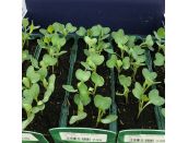Cabbage Round Mozart F1 15cm Strip of Seedlings - image 1