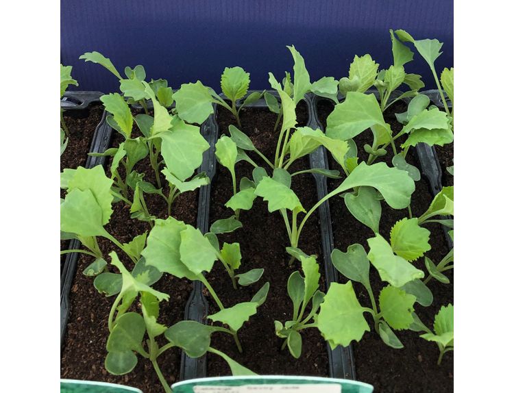 Cabbage Savoy Jade F1 15cm Strip of Seedlings - image 1