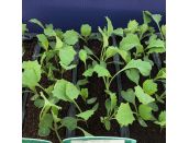 Cabbage Savoy Jade F1 15cm Strip of Seedlings - image 1